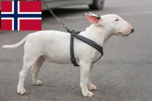 Lire la suite à propos de l’article Éleveurs de Miniature Bull Terrier et chiots en Norvège