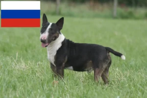 Lire la suite à propos de l’article Éleveurs de Miniature Bull Terrier et chiots en Russie