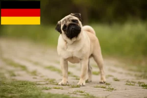 Lire la suite à propos de l’article Éleveurs de balais à frange et chiots en Allemagne