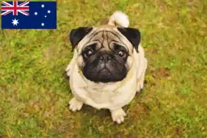 Lire la suite à propos de l’article Éleveurs de balais à frange et chiots en Australie