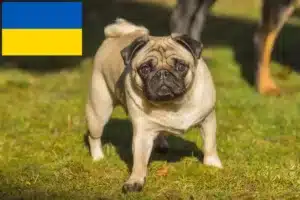 Lire la suite à propos de l’article Éleveurs de balais à frange et chiots en Ukraine