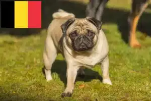 Lire la suite à propos de l’article Éleveurs de balais à frange et chiots en Belgique