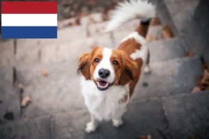 Lire la suite à propos de l’article Nederlandse Kooikerhondje éleveurs et chiots aux Pays-Bas