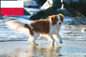 Lire la suite à propos de l’article Nederlandse Kooikerhondje éleveurs et chiots en Pologne