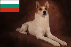 Lire la suite à propos de l’article Norrbottenspitz Éleveurs et chiots en Bulgarie