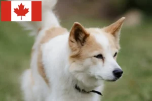 Lire la suite à propos de l’article Norrbottenspitz Éleveurs et chiots au Canada