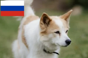 Lire la suite à propos de l’article Norrbottenspitz Éleveurs et chiots en Russie