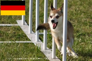 Lire la suite à propos de l’article Éleveurs de Lundehunds norvégiens et chiots en Allemagne