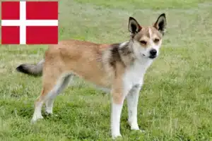 Lire la suite à propos de l’article Éleveurs de Lundehunds norvégiens et chiots au Danemark