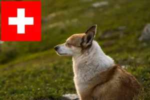 Lire la suite à propos de l’article Éleveurs de Lundehunds norvégiens et chiots en Suisse