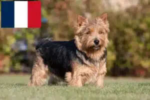 Lire la suite à propos de l’article Eleveurs de Norwich Terrier et chiots en France