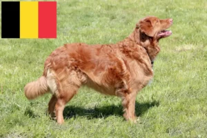 Lire la suite à propos de l’article Nova Scotia Duck Tolling Retriever éleveurs et chiots en Belgique