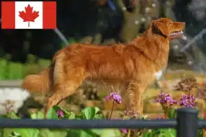 Lire la suite à propos de l’article Nova Scotia Duck Tolling Retriever éleveurs et chiots au Canada