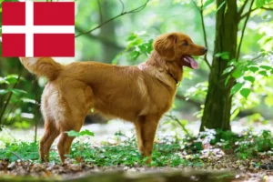 Lire la suite à propos de l’article Nova Scotia Duck Tolling Retriever éleveurs et chiots au Danemark