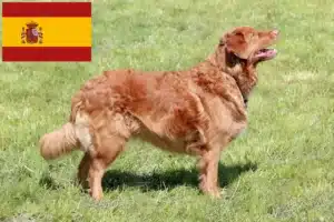 Lire la suite à propos de l’article Nova Scotia Duck Tolling Retriever Éleveurs et chiots en Espagne