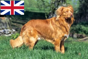 Lire la suite à propos de l’article Nova Scotia Duck Tolling Retriever éleveurs et chiots au Royaume-Uni