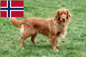 Lire la suite à propos de l’article Nova Scotia Duck Tolling Retriever éleveurs et chiots en Norvège