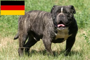 Lire la suite à propos de l’article Olde English Bulldog éleveurs et chiots en Allemagne