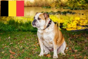 Lire la suite à propos de l’article Olde English Bulldog éleveurs et chiots en Belgique