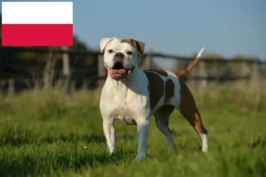 Lire la suite à propos de l’article Olde English Bulldog éleveurs et chiots en Pologne