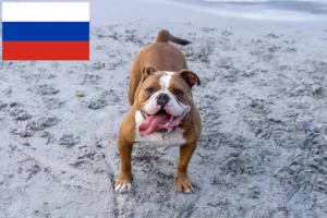 Lire la suite à propos de l’article Olde English Bulldog éleveurs et chiots en Russie