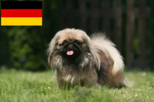 Lire la suite à propos de l’article Éleveurs de Pékinois et chiots en Allemagne