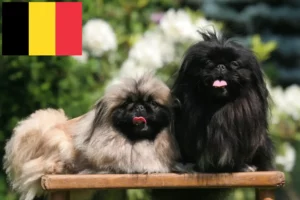 Lire la suite à propos de l’article Éleveurs de pékinois et chiots en Belgique