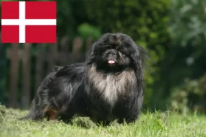 Lire la suite à propos de l’article Éleveurs de Pékinois et chiots au Danemark