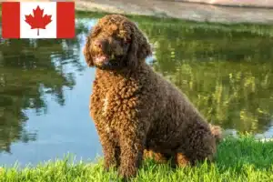 Lire la suite à propos de l’article Perro de Agua Español éleveurs et chiots au Canada