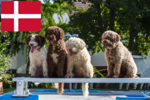 Lire la suite à propos de l’article Perro de Agua Español éleveurs et chiots au Danemark