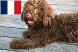 Lire la suite à propos de l’article Perro de Agua Español Éleveurs et chiots en France