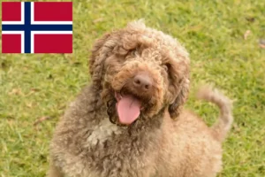 Lire la suite à propos de l’article Perro de Agua Español Éleveurs et chiots en Norvège