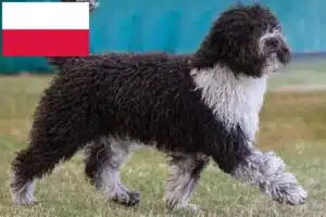 Lire la suite à propos de l’article Perro de Agua Español Éleveurs et chiots en Pologne