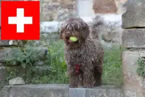 Lire la suite à propos de l’article Perro de Agua Español éleveurs et chiots en Suisse