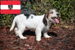 Lire la suite à propos de l’article Petit Basset Griffon Vendéen Éleveurs et chiots en Autriche