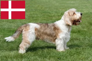 Lire la suite à propos de l’article Petit Basset Griffon Vendéen Éleveurs et chiots au Danemark