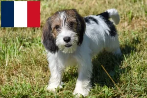 Lire la suite à propos de l’article Petit Basset Griffon Vendéen Éleveurs et chiots en France