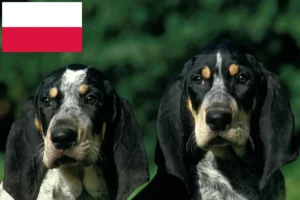 Lire la suite à propos de l’article Petit Bleu de Gascogne Éleveurs et chiots en Pologne