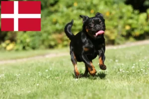 Lire la suite à propos de l’article Petit Brabançon Éleveurs et chiots au Danemark