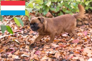 Lire la suite à propos de l’article Éleveurs de Petit Brabançon et chiots au Luxembourg