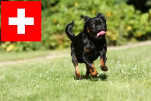 Lire la suite à propos de l’article Éleveurs de Petit Brabançon et chiots en Suisse