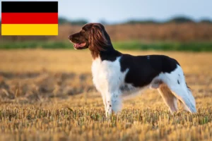 Lire la suite à propos de l’article Éleveurs de petits Münsterländer et chiots en Allemagne