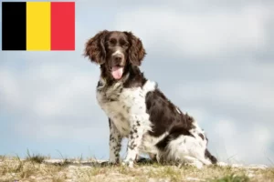 Lire la suite à propos de l’article Éleveurs de petits Münsterländer et chiots en Belgique