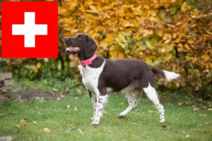 Lire la suite à propos de l’article Éleveurs de petits Münsterländer et chiots en Suisse