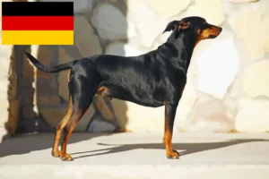 Lire la suite à propos de l’article Éleveurs de Pinscher allemands et chiots en Allemagne