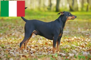 Lire la suite à propos de l’article Éleveurs de Pinscher allemands et chiots en Italie