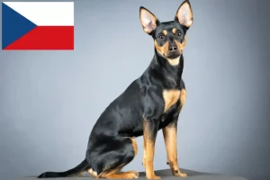 Lire la suite à propos de l’article Éleveurs de Pinscher allemands et chiots en République tchèque