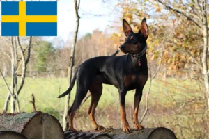 Lire la suite à propos de l’article Éleveurs de Pinscher allemands et chiots en Suède