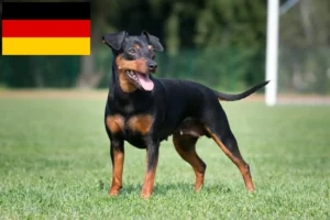 Lire la suite à propos de l’article Éleveurs de Pinscher nains et chiots en Allemagne