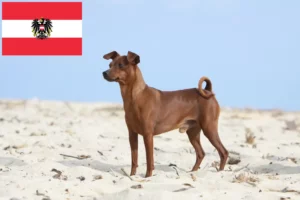 Lire la suite à propos de l’article Éleveurs de Pinscher nains et chiots en Autriche